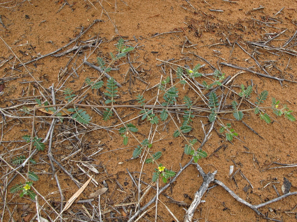 Tribulus terrestris (hero image)