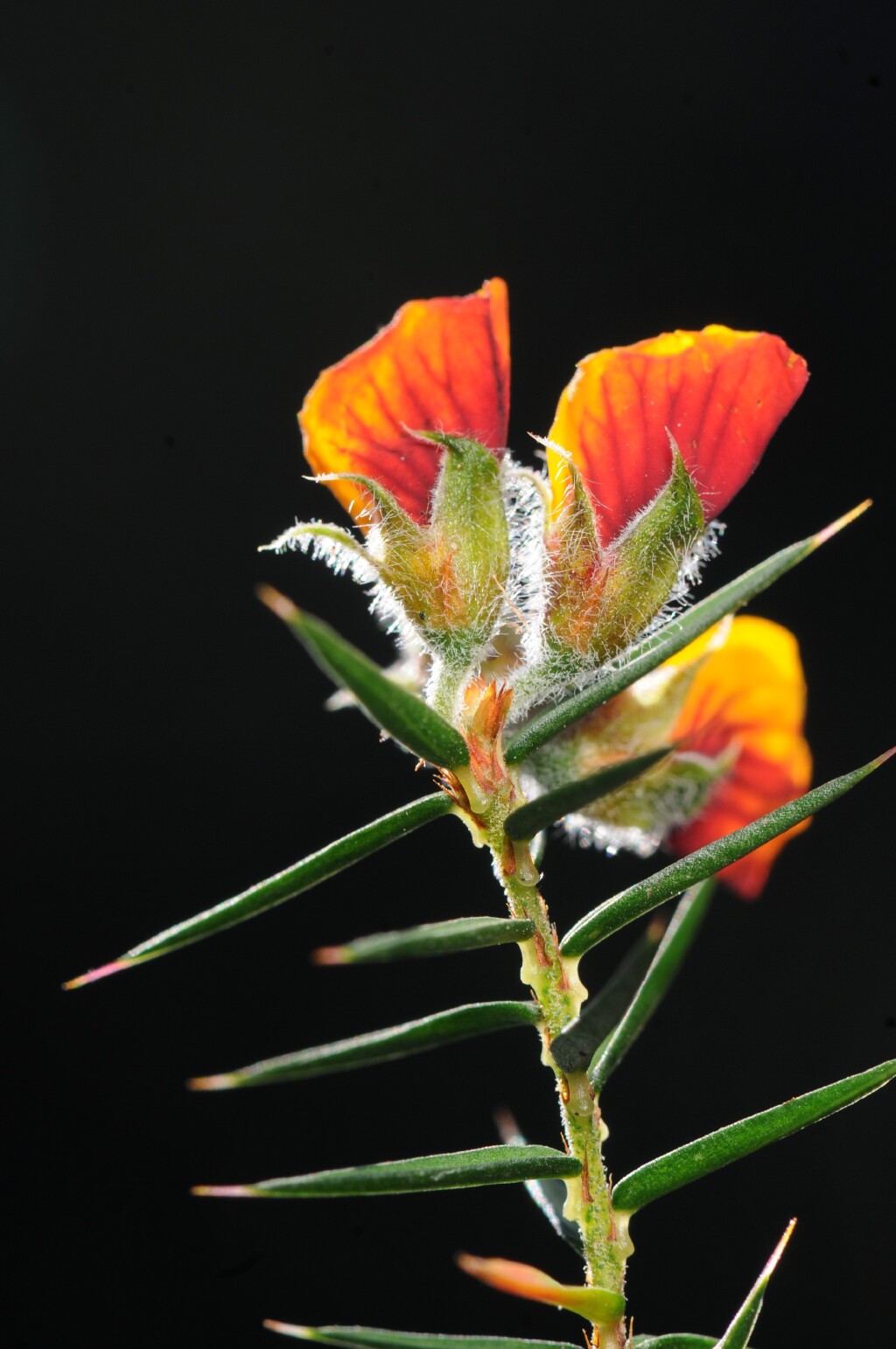 Pultenaea juniperina (hero image)