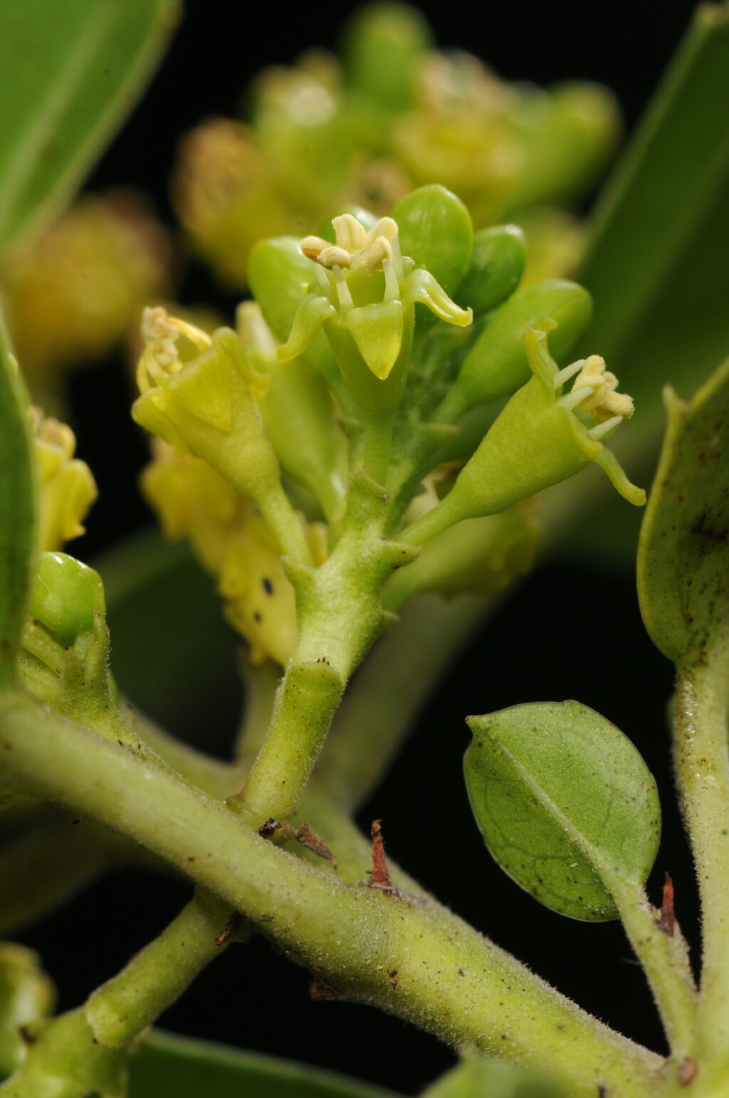 Rhamnus (hero image)