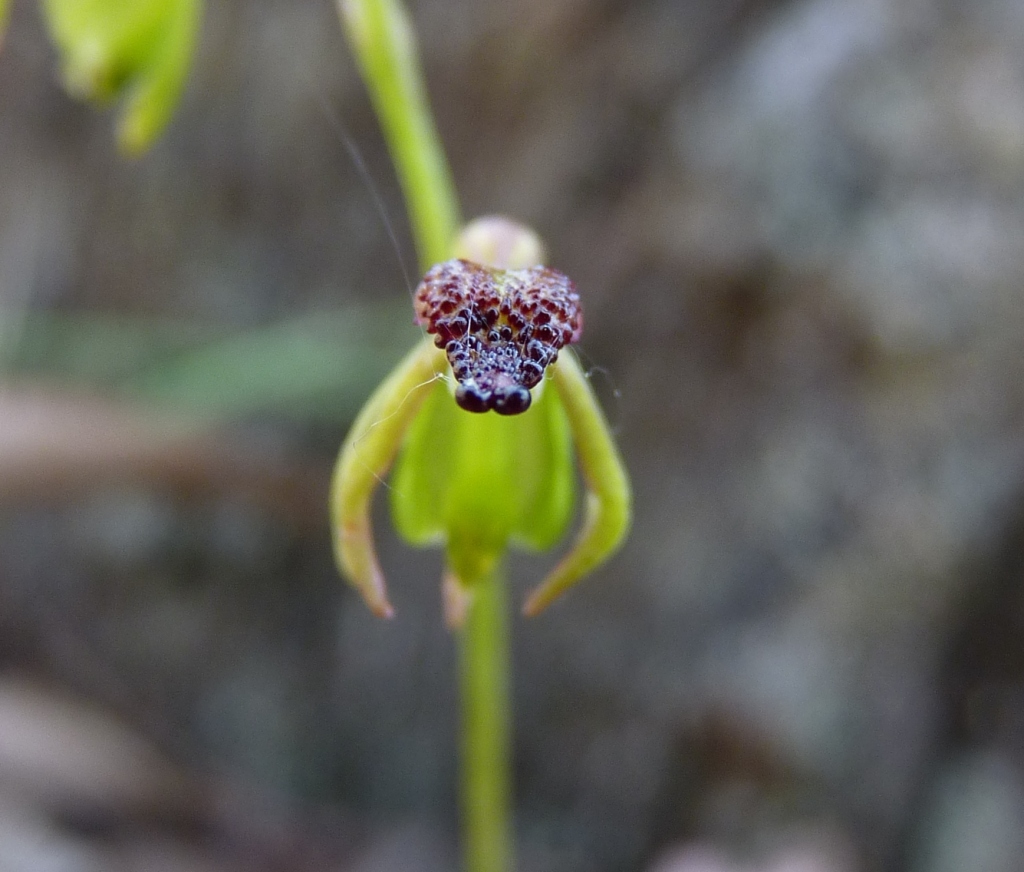 Caleana minor (hero image)