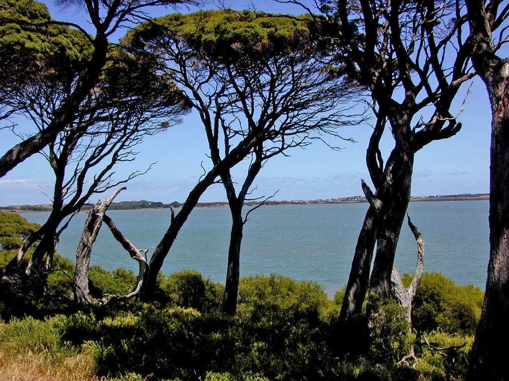 Melaleuca lanceolata (hero image)