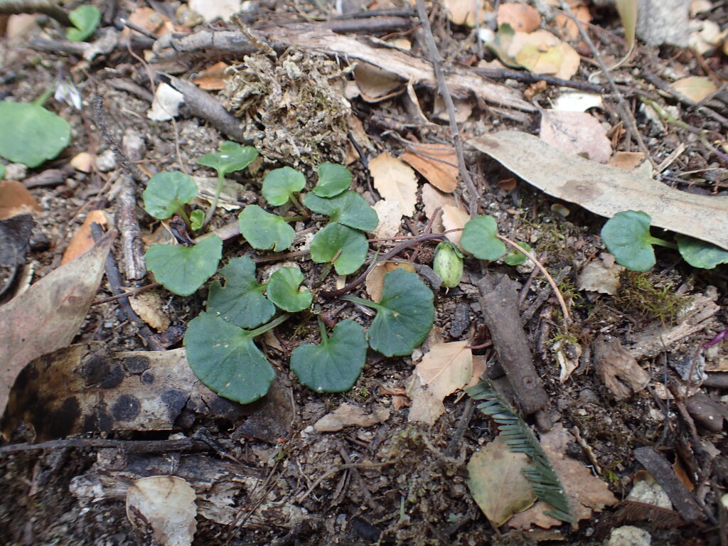 Violaceae (hero image)