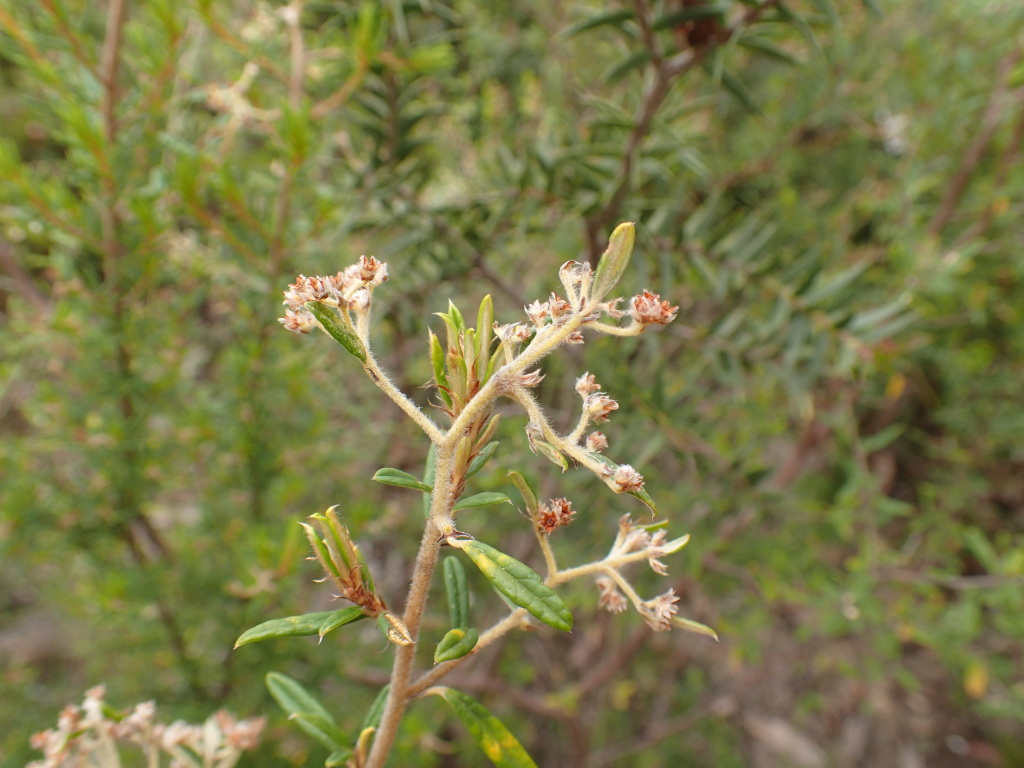 Spyridium ×ramosissimum (hero image)