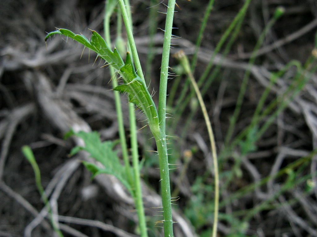 Papaver aculeatum (hero image)