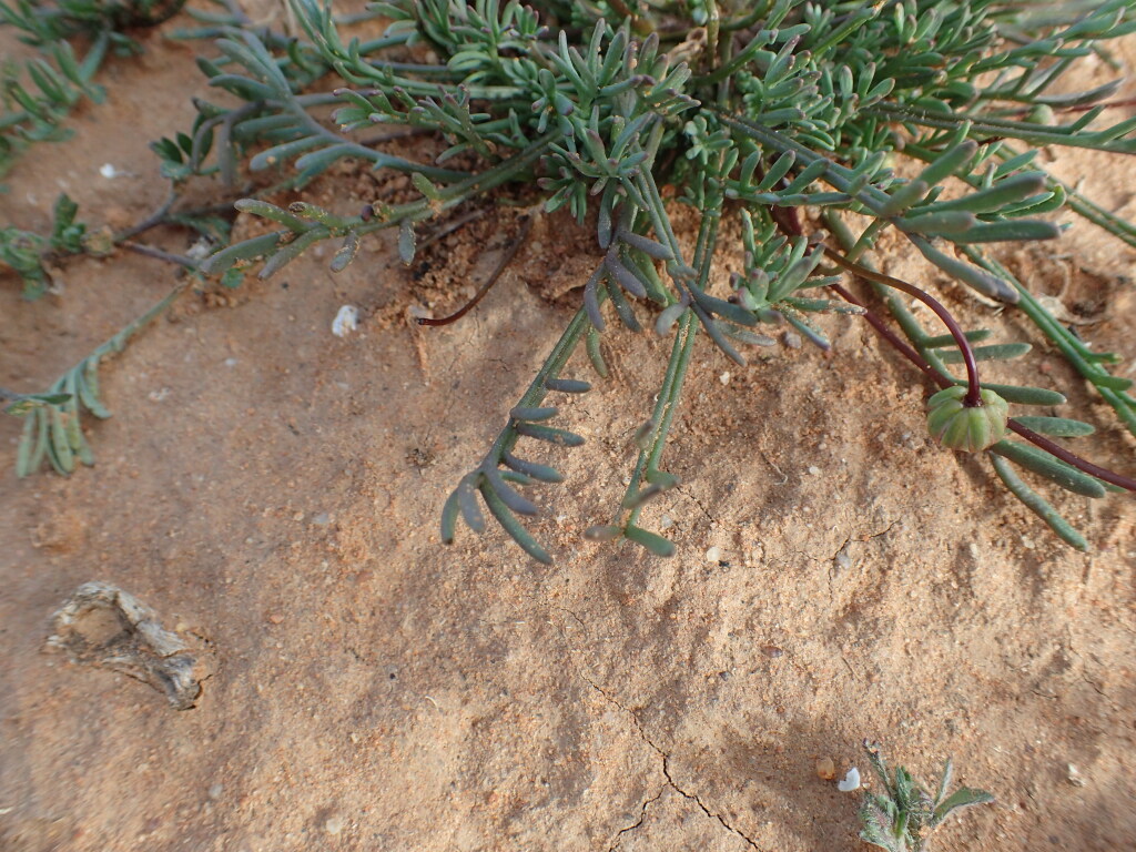 Brachyscome dichromosomatica (hero image)