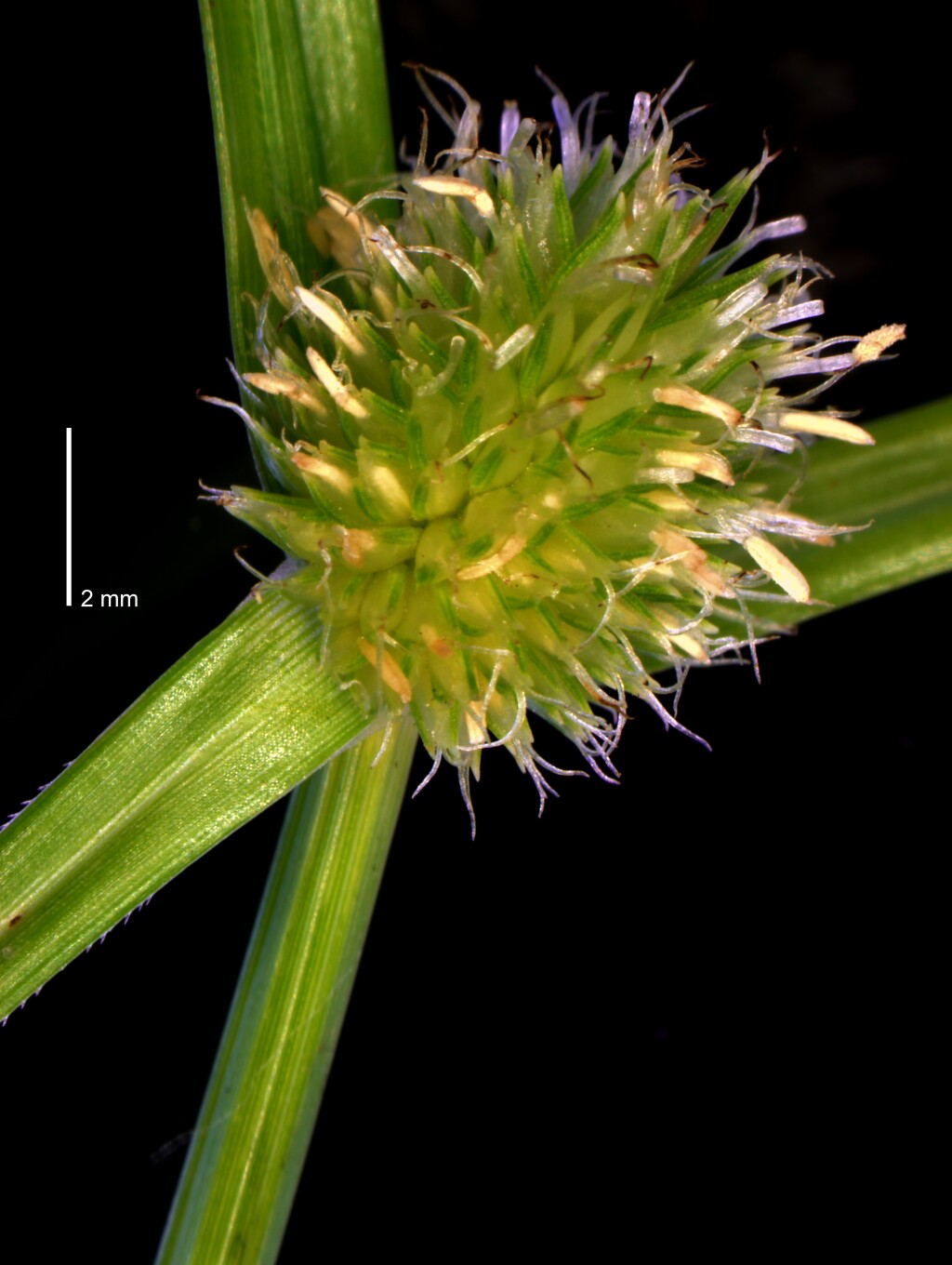 Cyperus brevifolius (hero image)