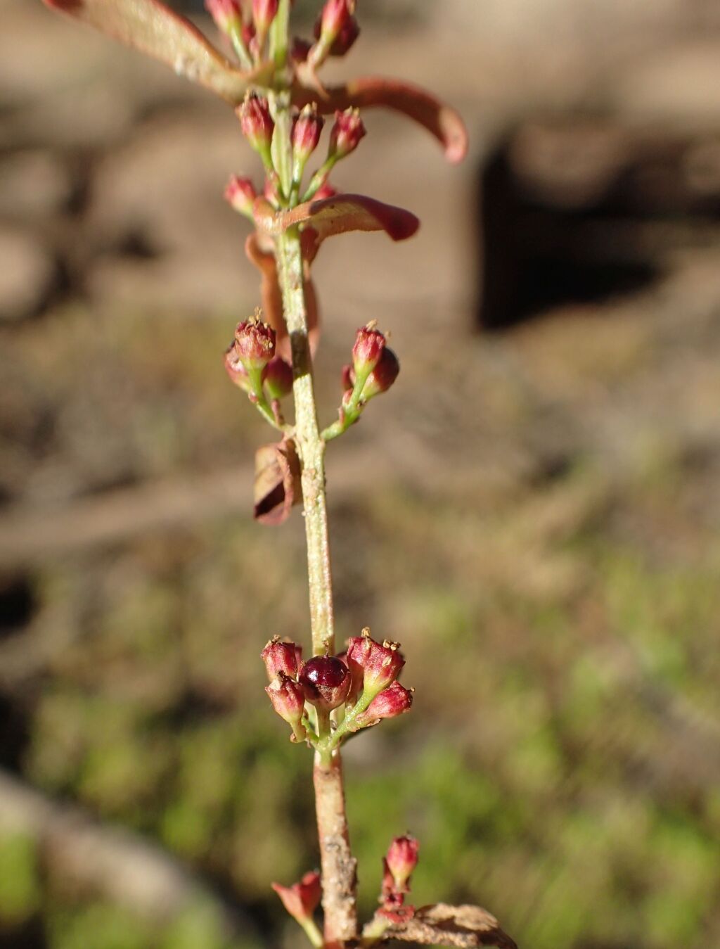 Ammannia multiflora (hero image)