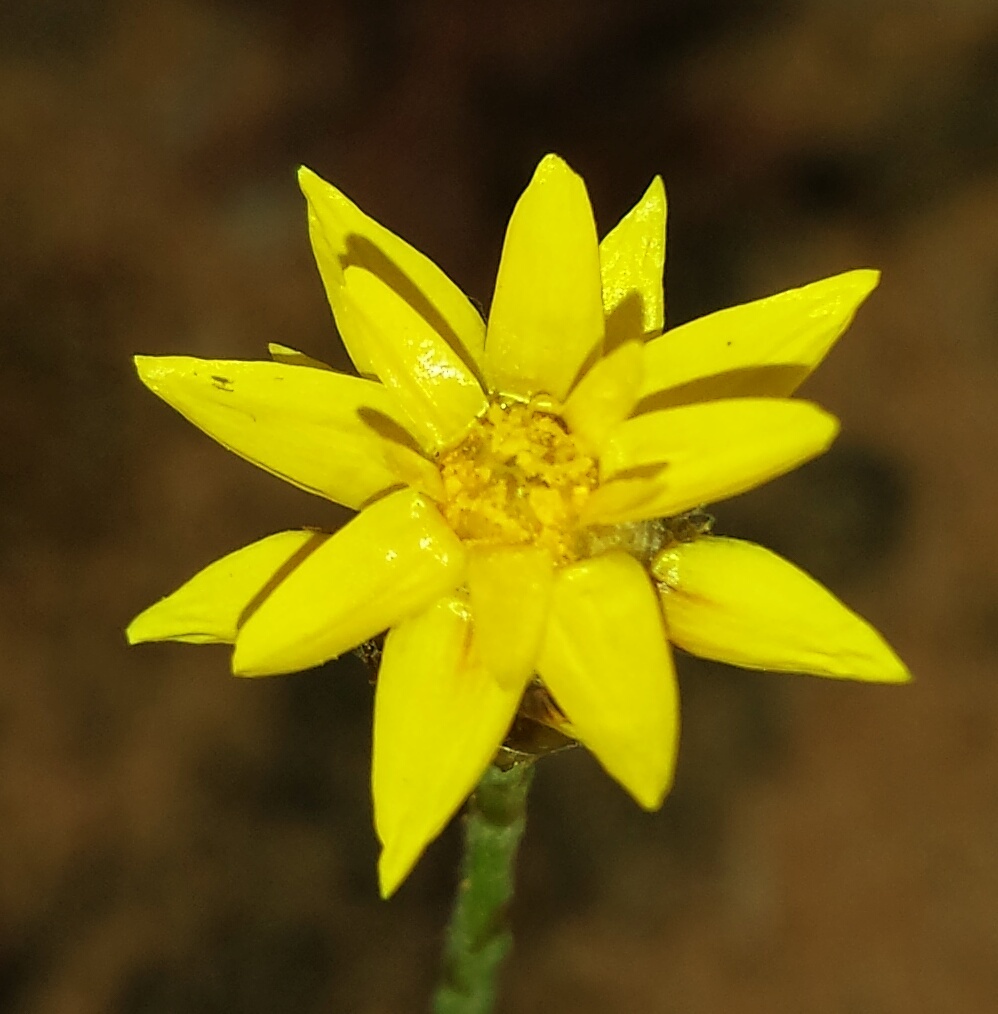 Hyalosperma glutinosum (hero image)