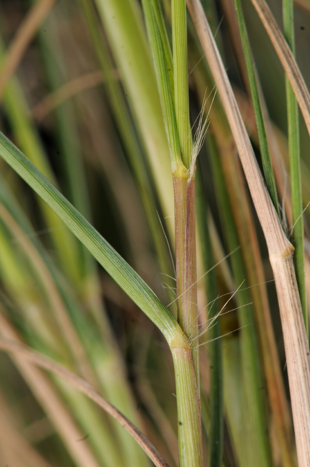 Eragrostis curvula (hero image)