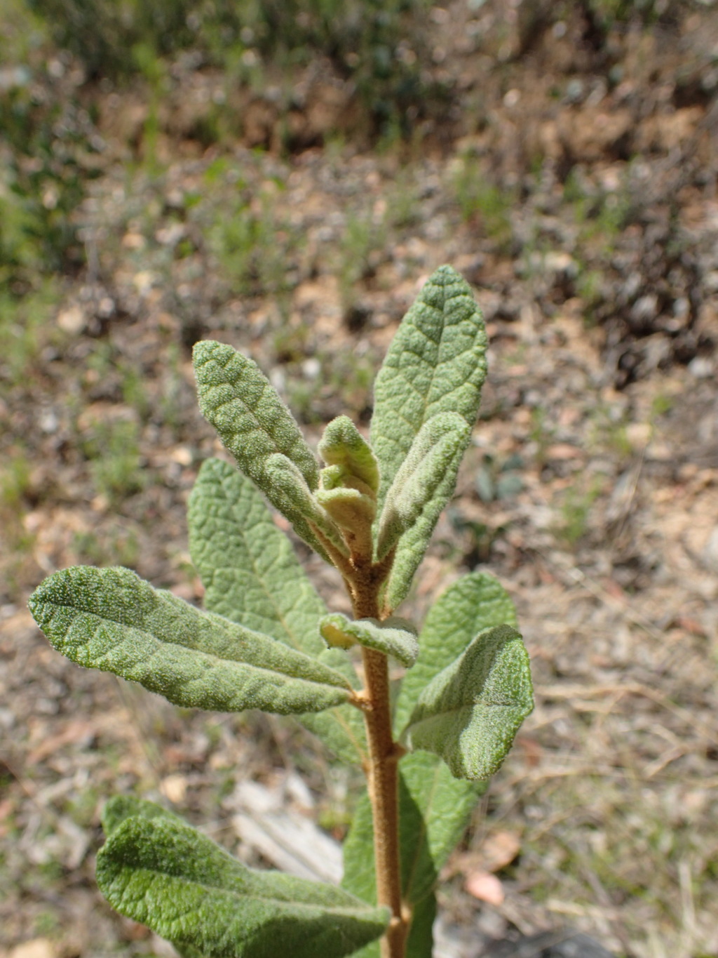 Olearia rugosa subsp. distalilobata (hero image)