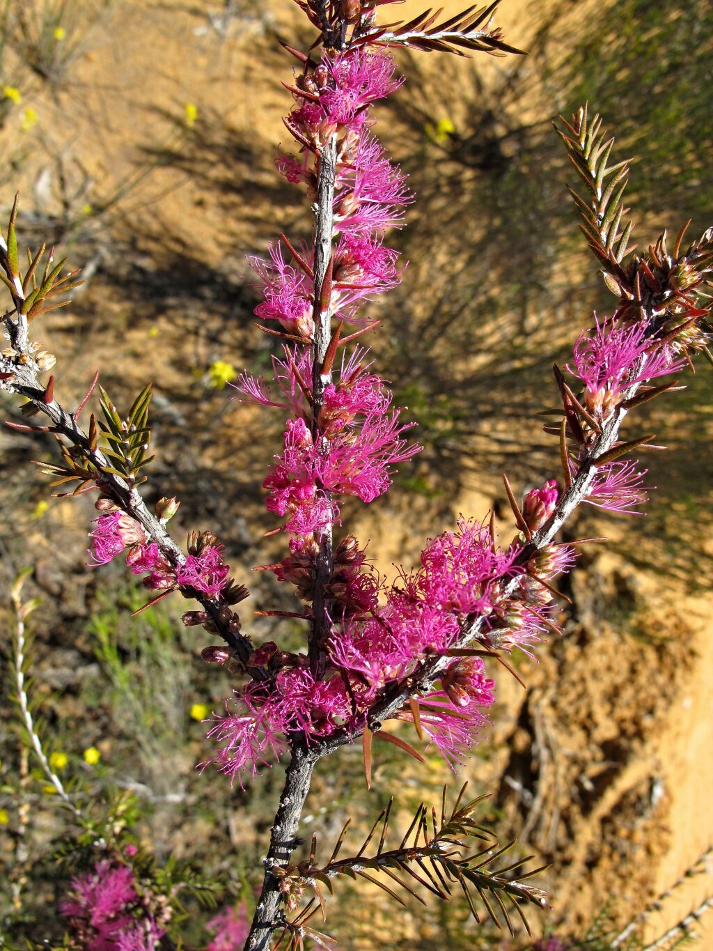 Melaleuca wilsonii (hero image)