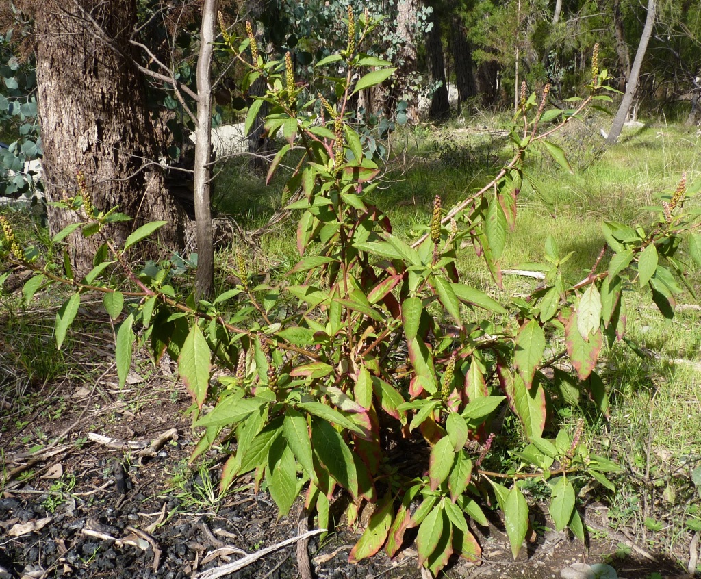 Phytolaccaceae (hero image)