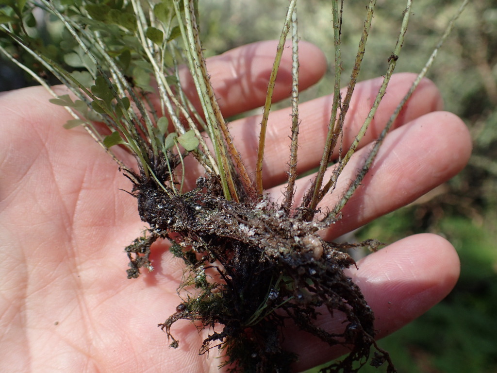 Asplenium hookerianum (hero image)