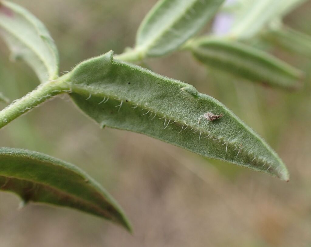 Veronica gracilis (hero image)
