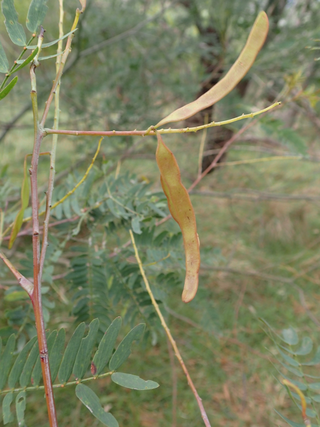 Acacia schinoides (hero image)