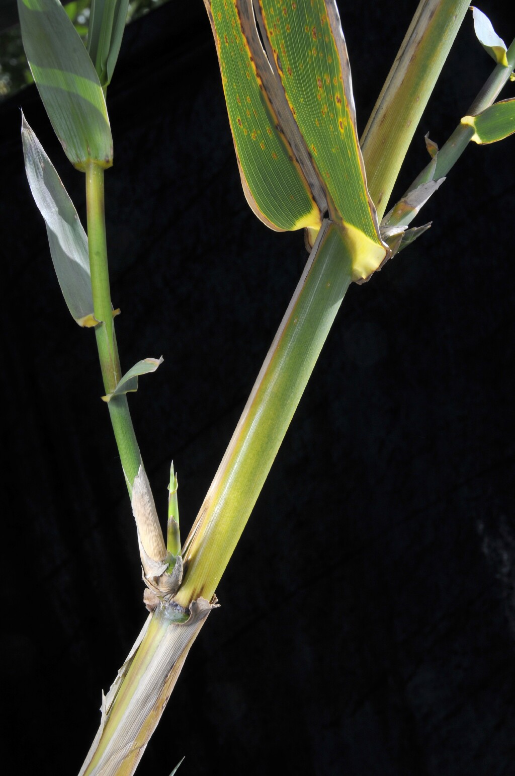 Arundo donax (hero image)