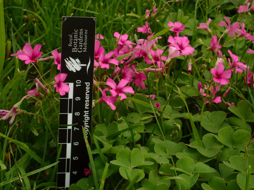 Oxalis articulata (hero image)