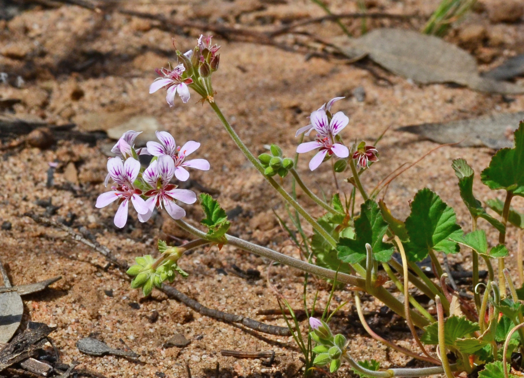 Pelargonium australe (hero image)