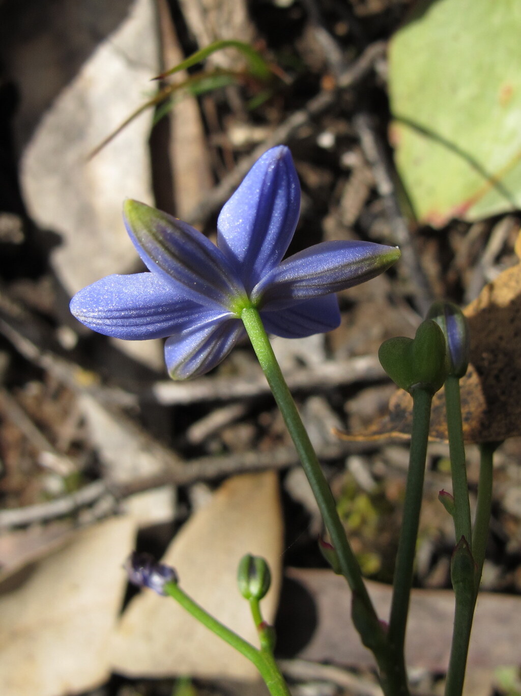 Chamaescilla corymbosa (hero image)