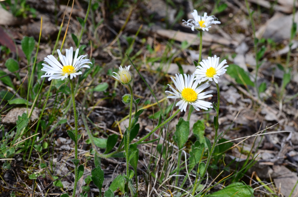 Calotis scabiosifolia (hero image)