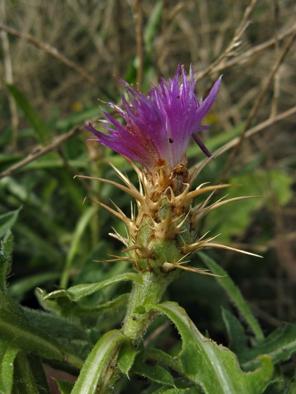 Centaurea calcitrapa (hero image)