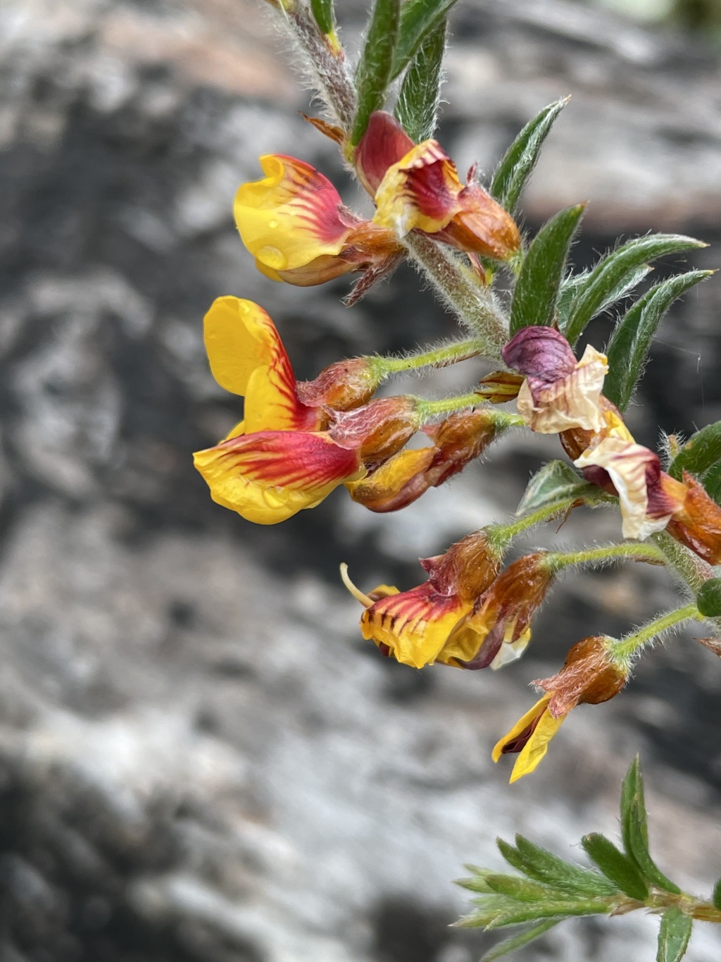 Pultenaea vrolandii (hero image)