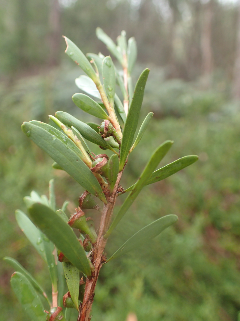 Leptospermum emarginatum (hero image)
