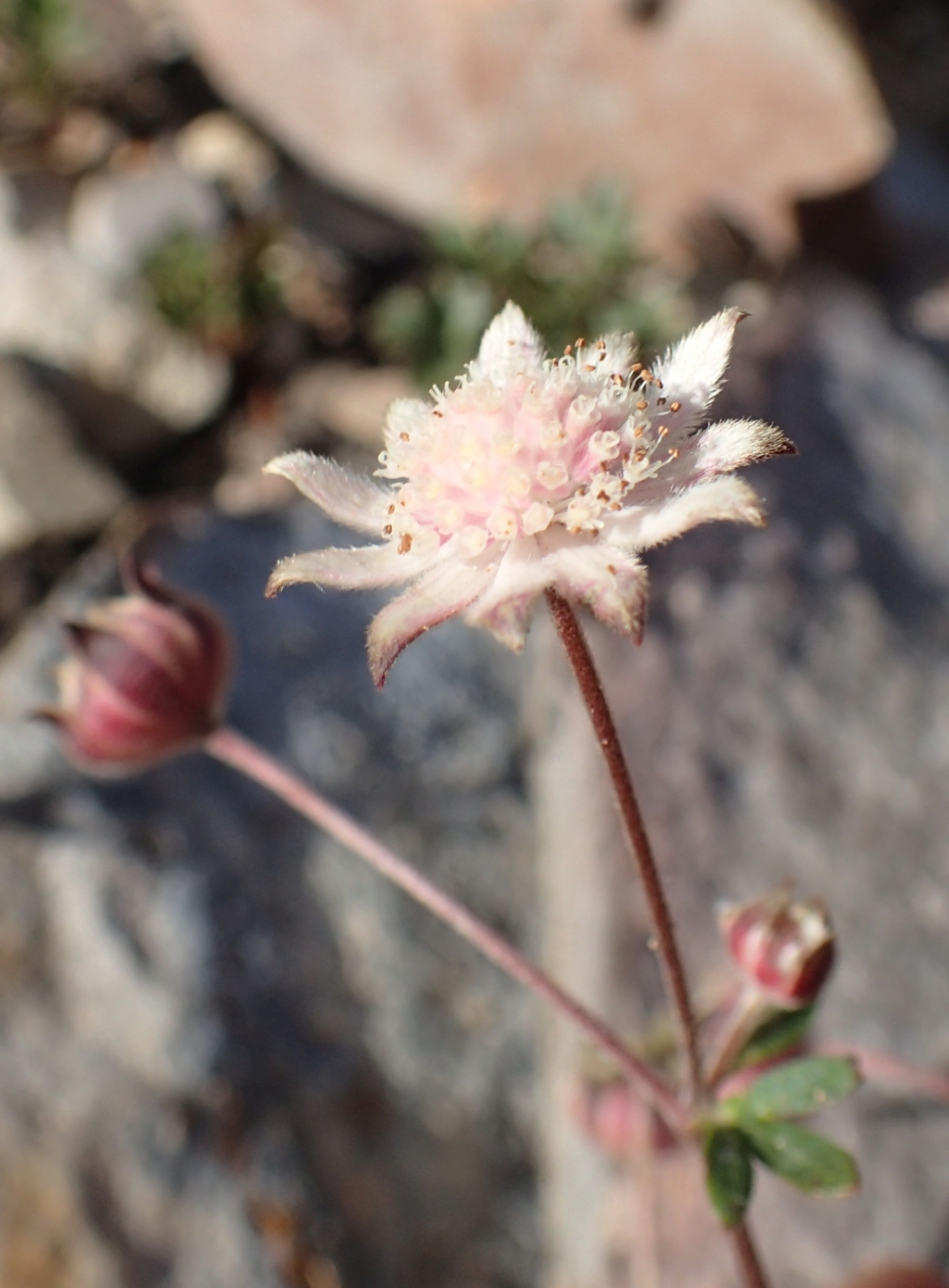 Actinotus forsythii (hero image)