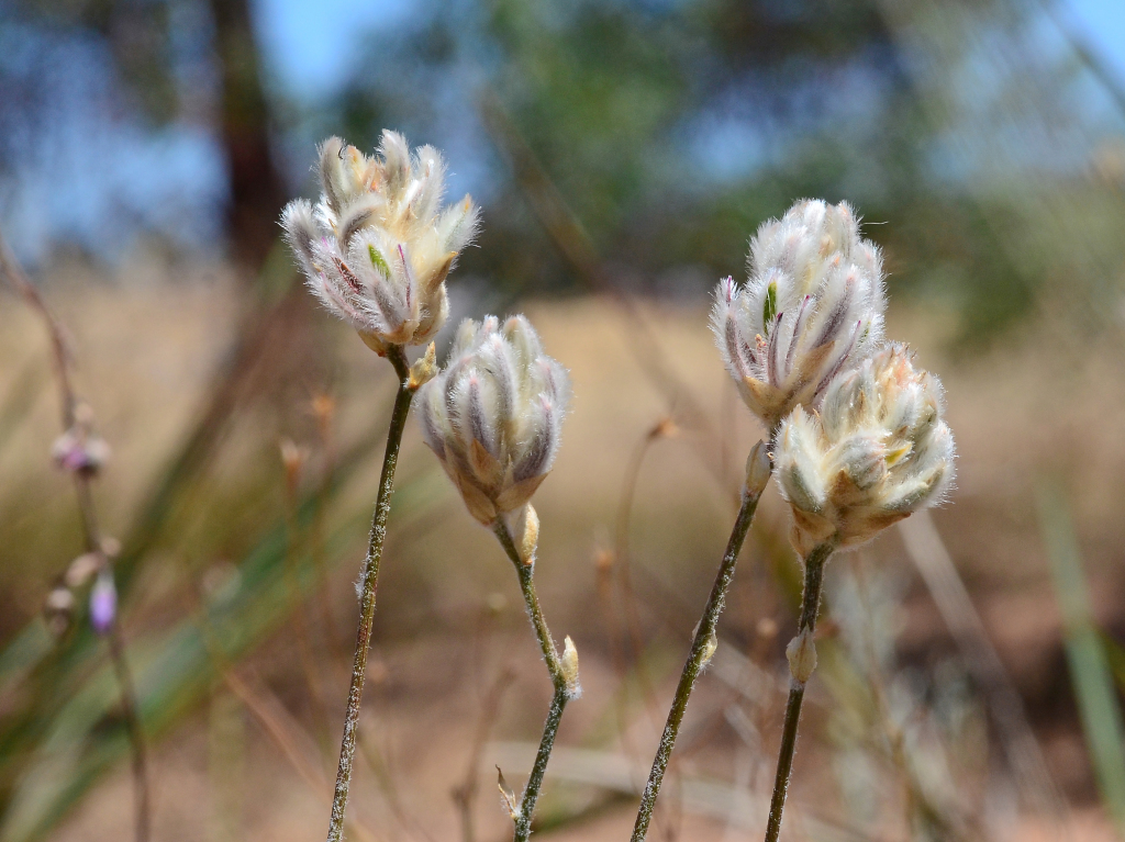 Ptilotus erubescens (hero image)