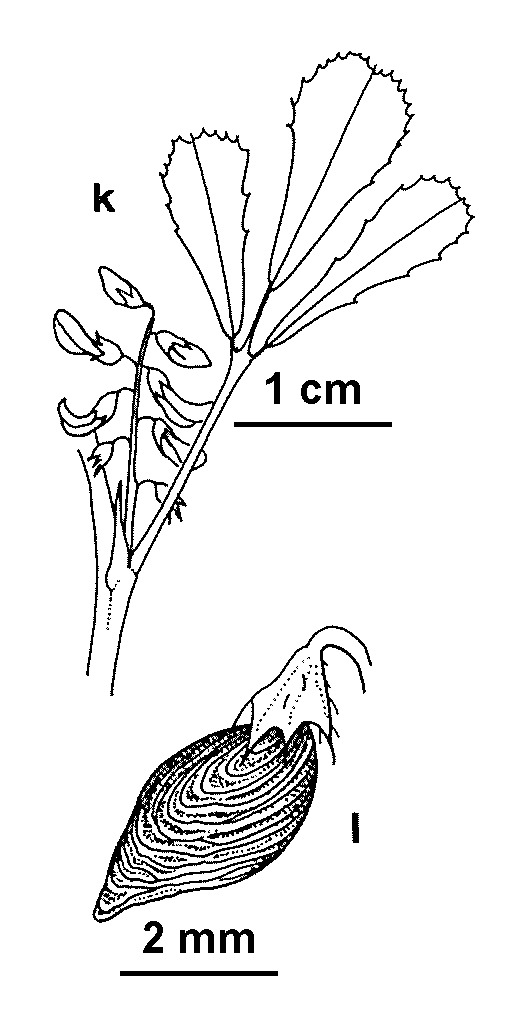 Melilotus siculus (hero image)