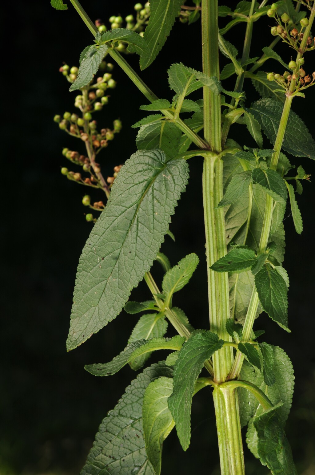 Scrophularia auriculata (hero image)