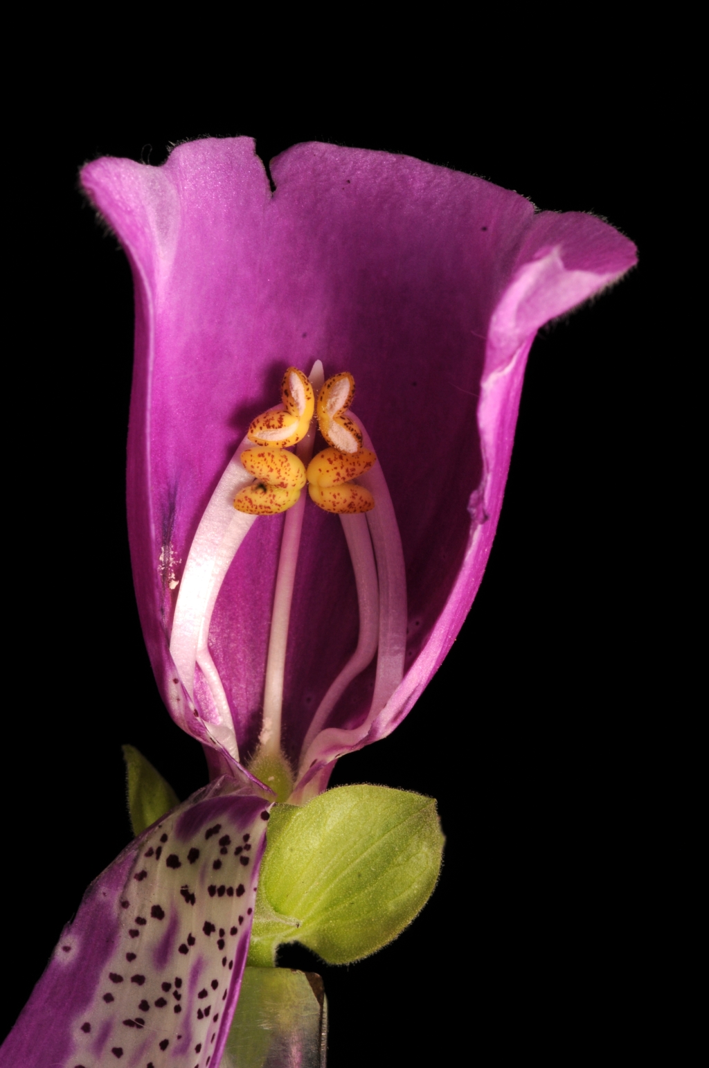 Plantaginaceae (hero image)