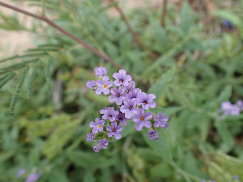 Heliotropium amplexicaule (hero image)
