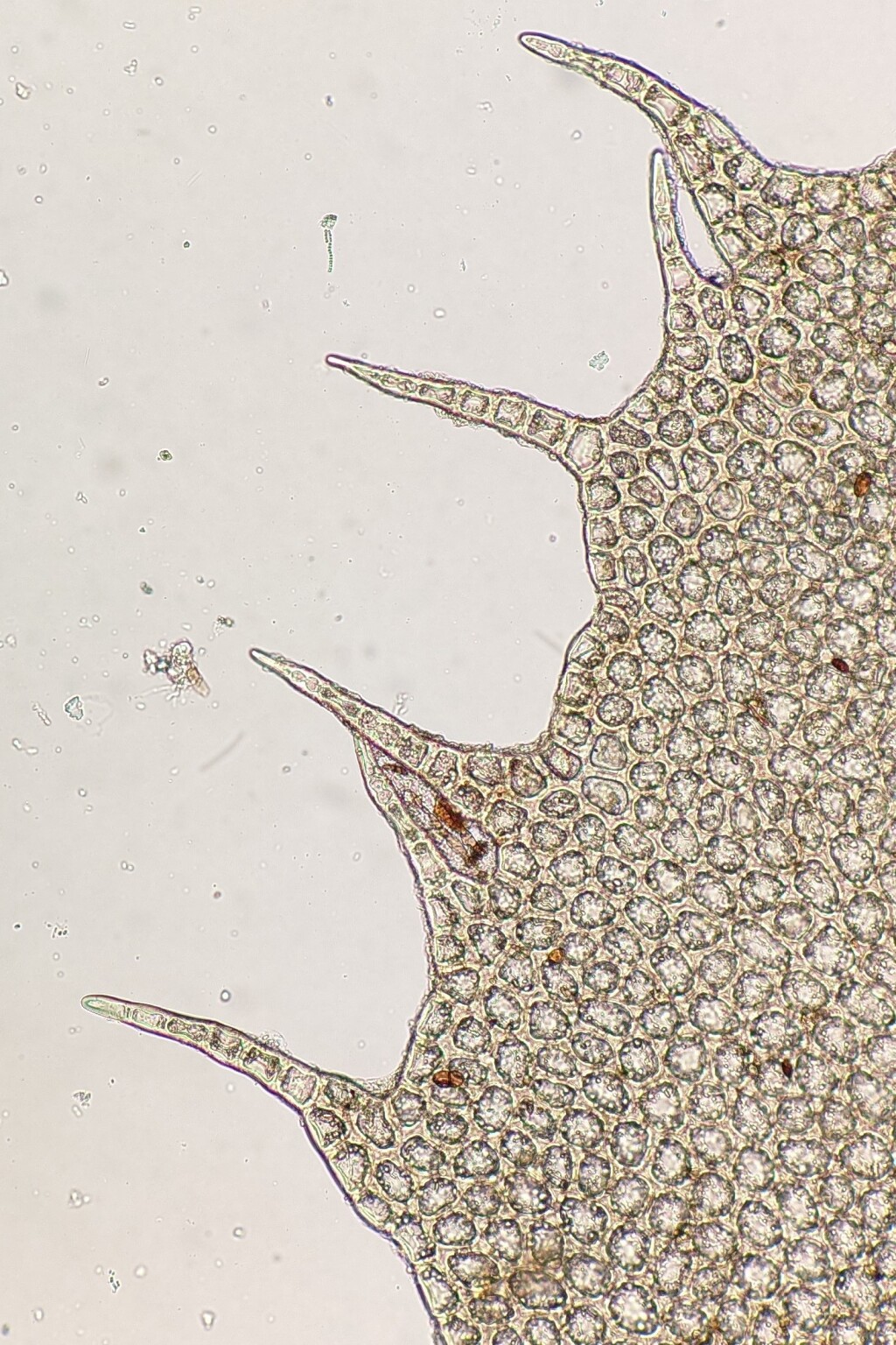 Plagiochilaceae (hero image)