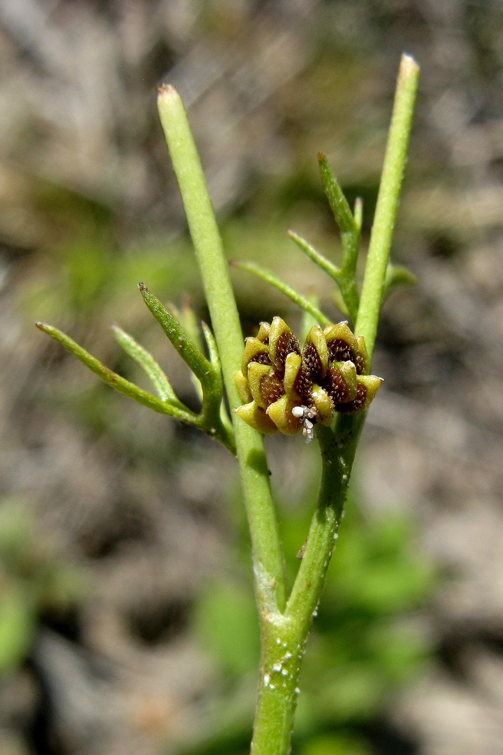 Ranunculus sessiliflorus var. pilulifer (hero image)