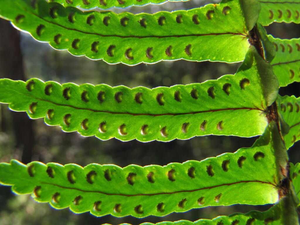 Lomariopsidaceae (hero image)