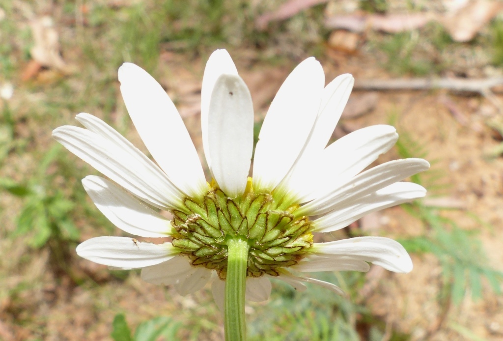 Leucanthemum (hero image)