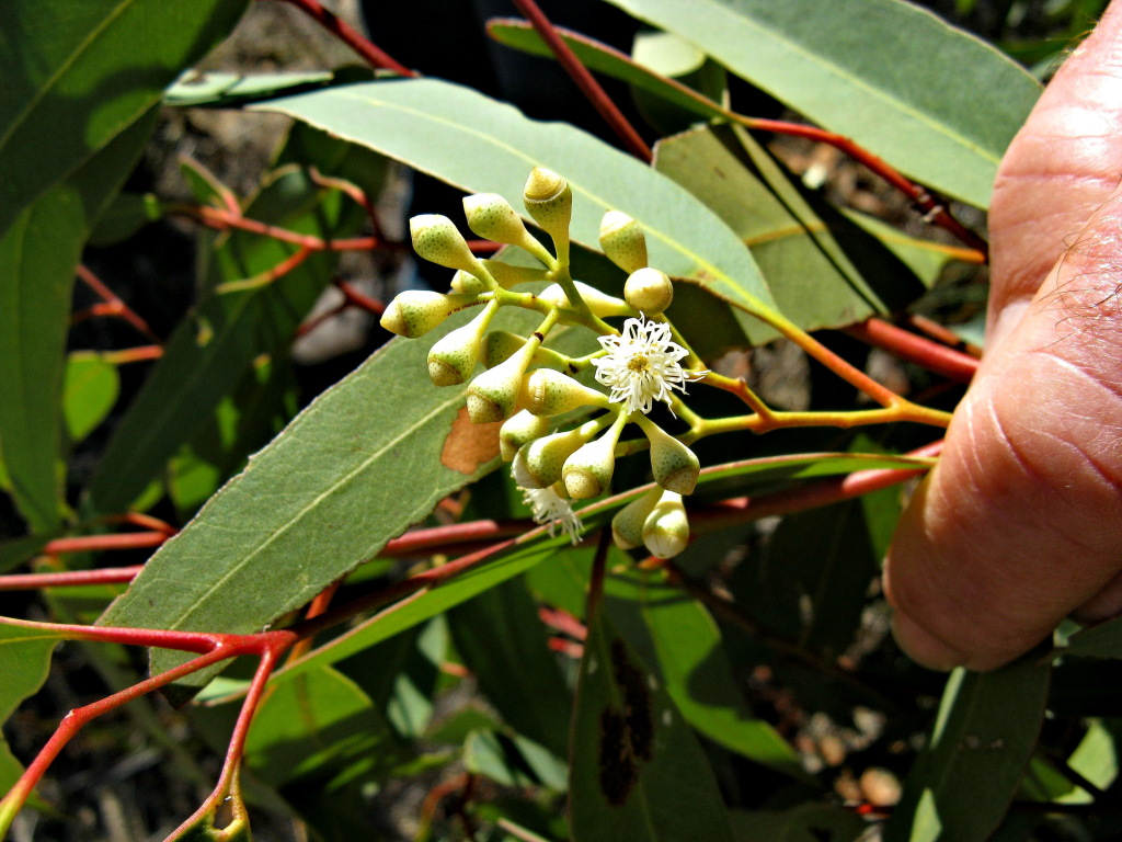 Eucalyptus fasciculosa (hero image)