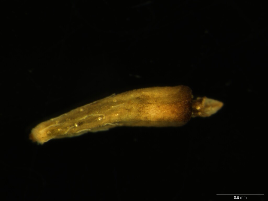 Centipeda crateriformis subsp. compacta (hero image)