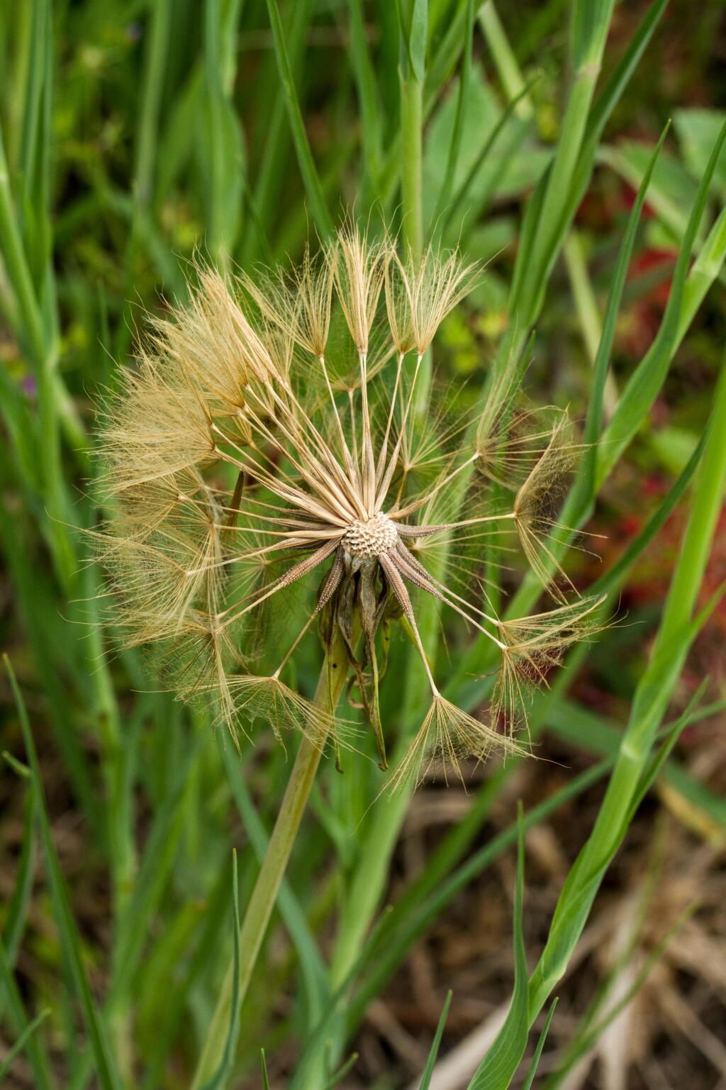 Tragopogon (hero image)