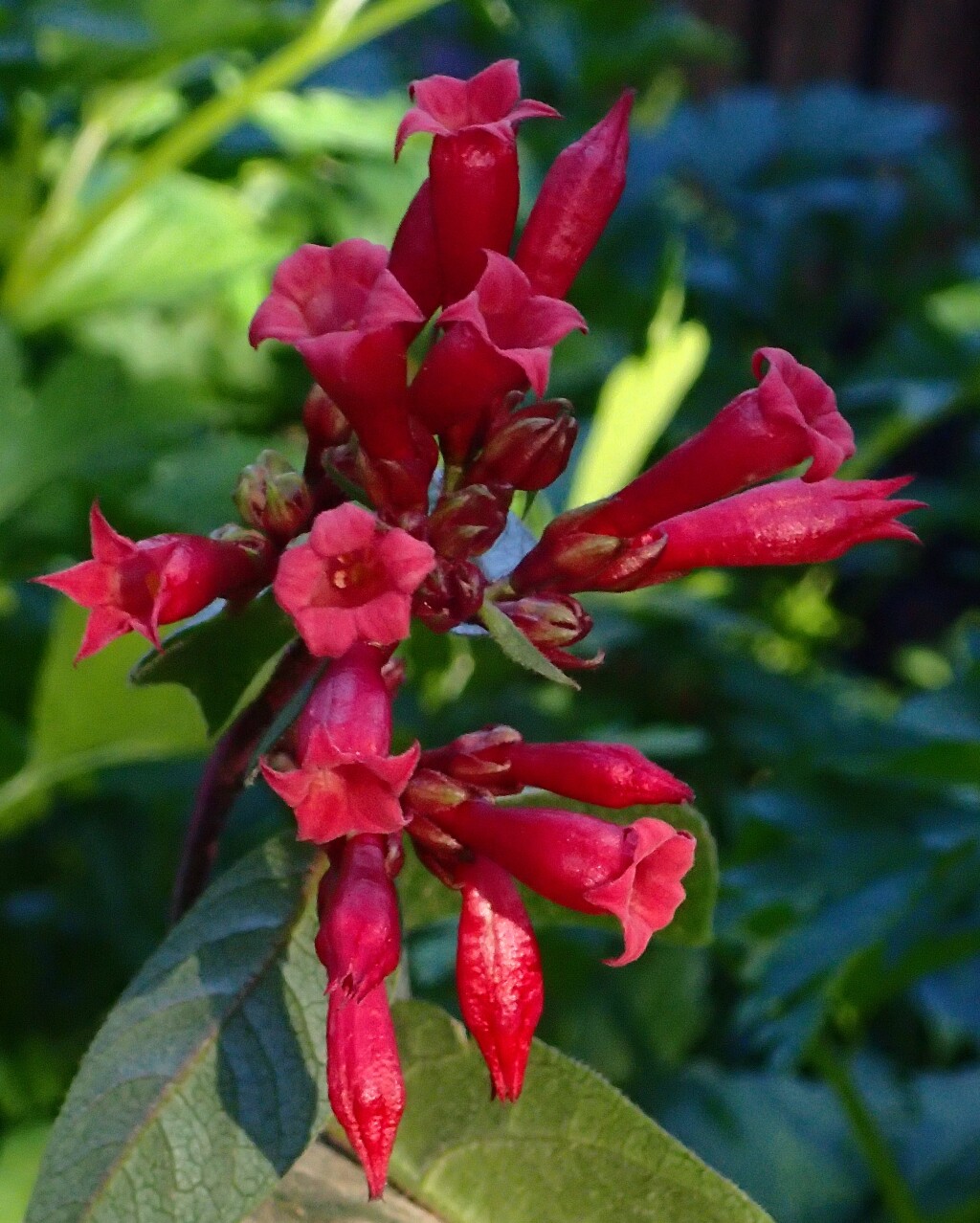 Cestrum elegans (hero image)