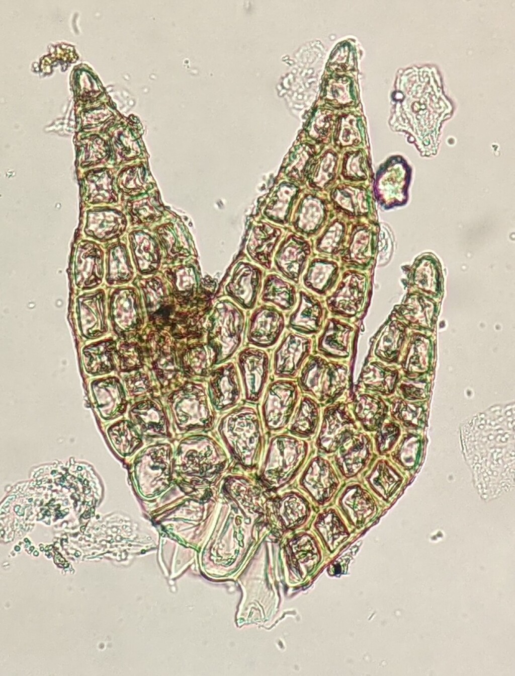 Pseudocephalozia (hero image)