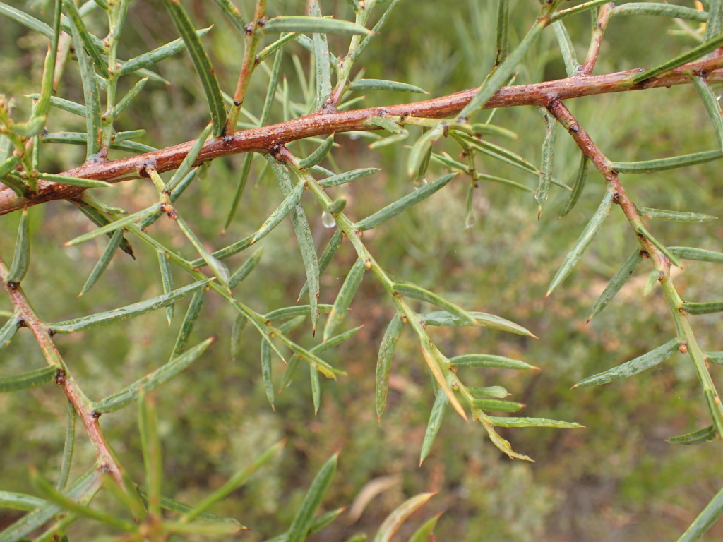 Acacia genistifolia subsp. platyphylla (hero image)