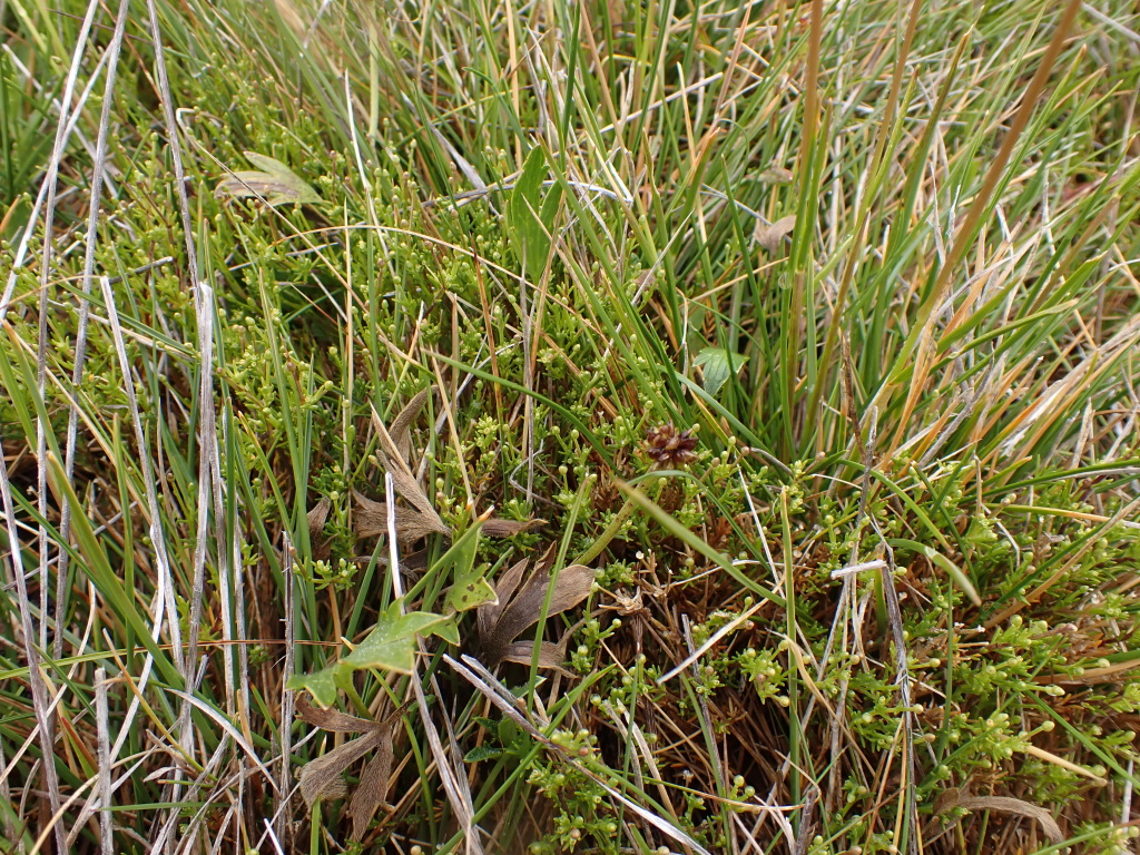 Scleranthus singuliflorus (hero image)