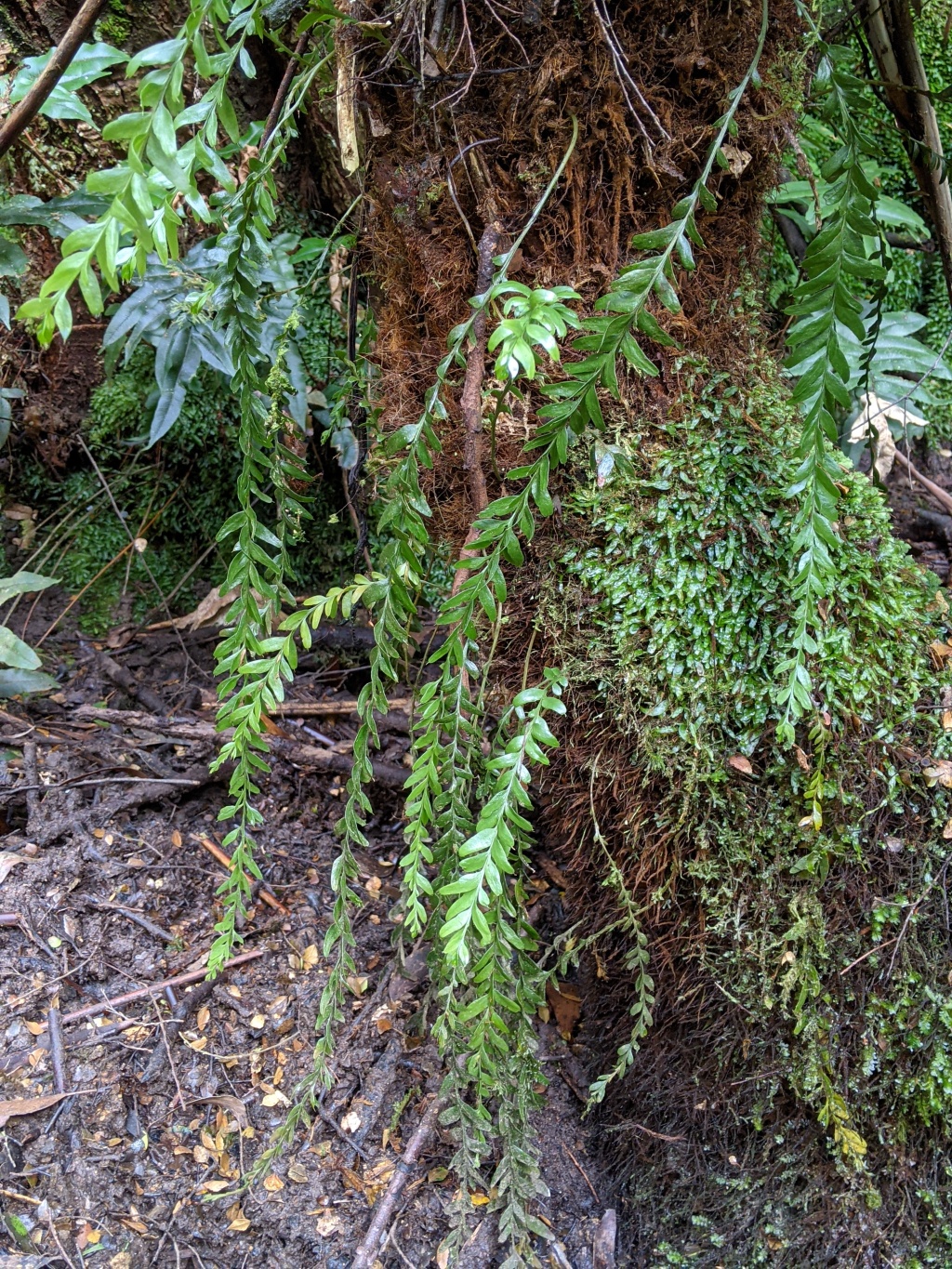 Tmesipteris (hero image)