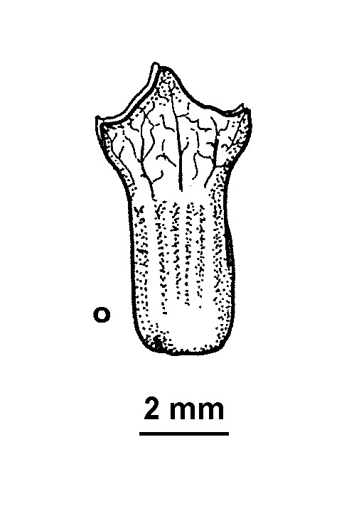 Atriplex leptocarpa (hero image)