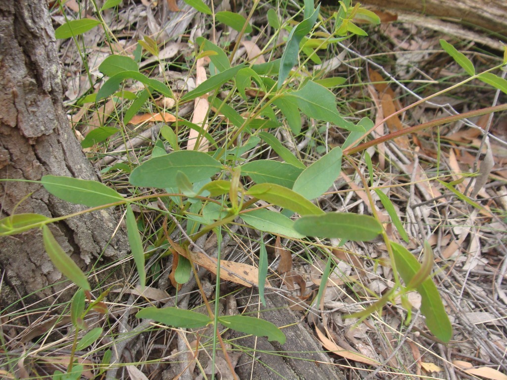 Eucalyptus fulgens (hero image)