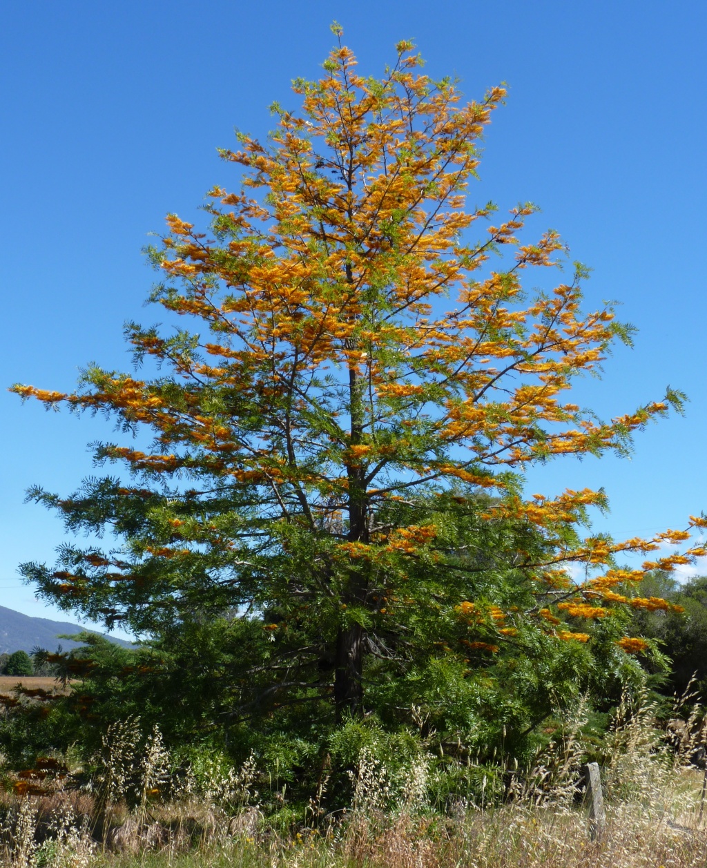 Grevillea robusta (hero image)