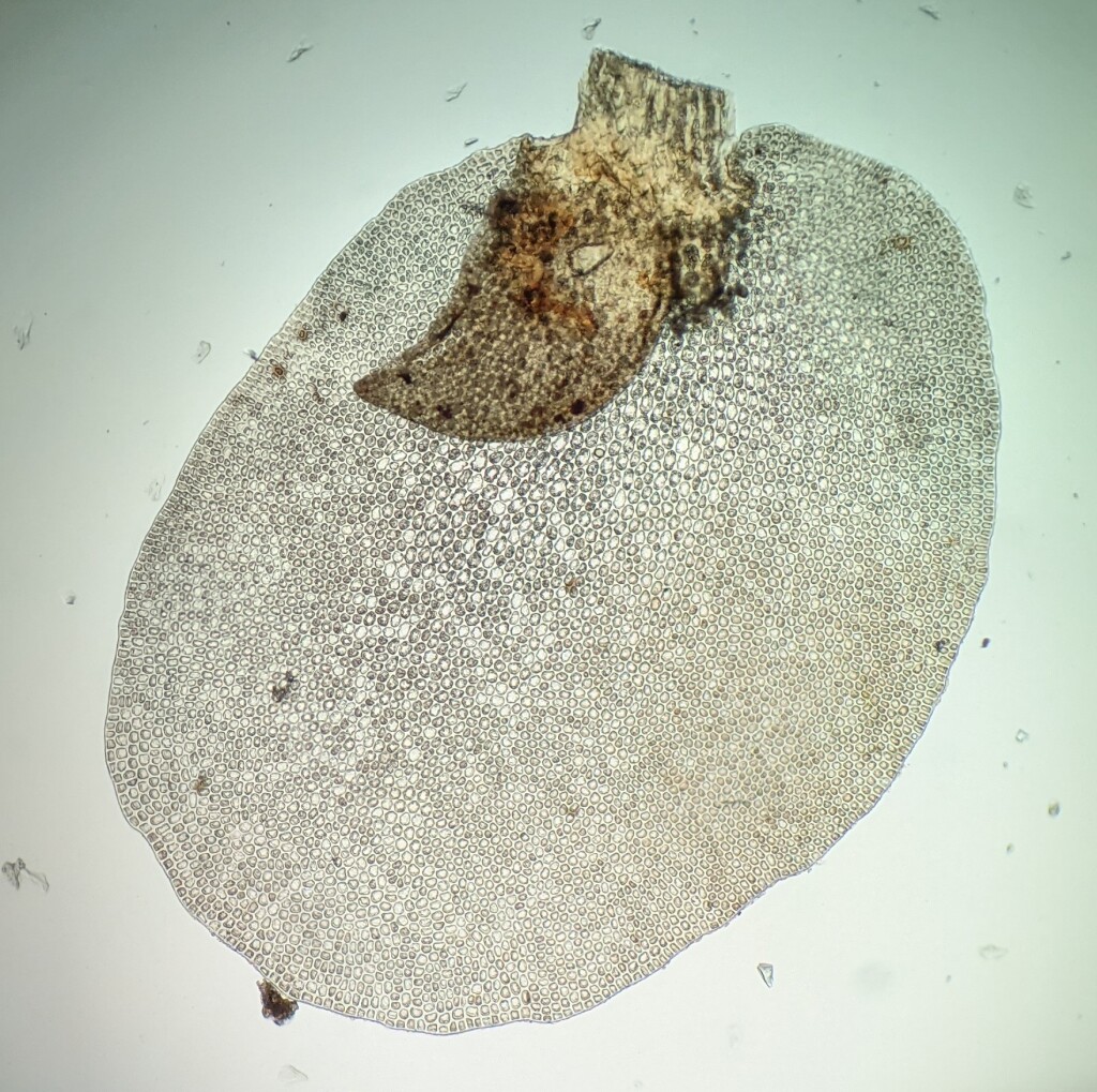 Frullania spinigastria (hero image)
