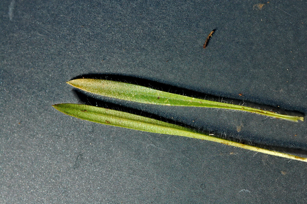 Plantago bellardii (hero image)